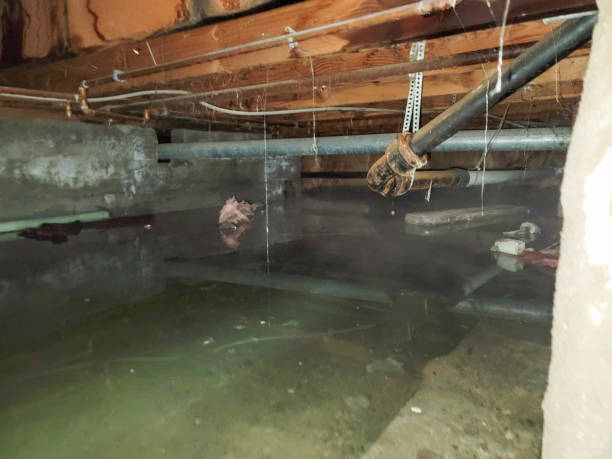 Best Carpet water damage restoration  in Mesa Del Caballo, AZ